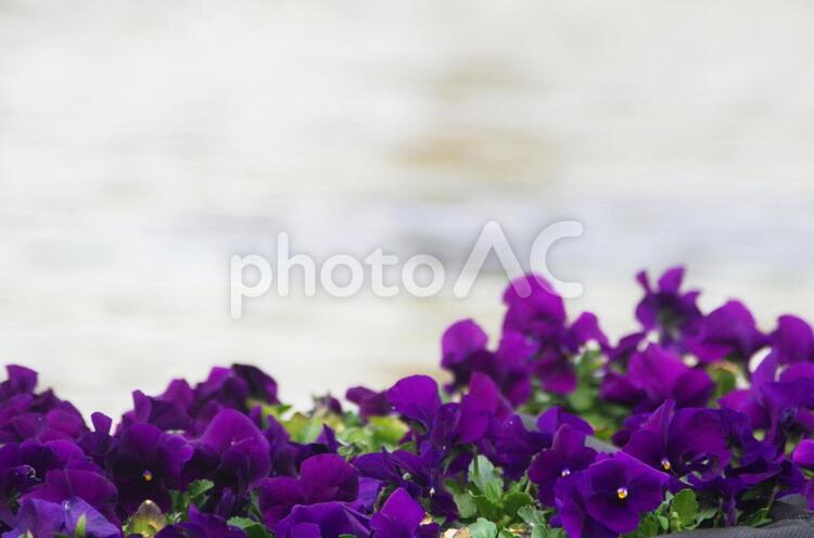 紫の花とコピースペース 花,紫,紫色の写真素材