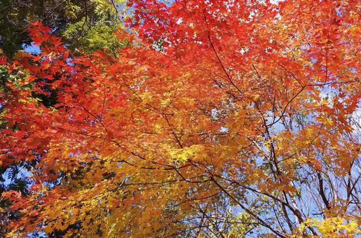 鮮やかなもみじの紅葉 鮮やかなもみじの紅葉 紅葉,もみじ,秋の写真素材
