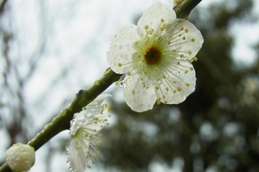 白梅　梅　水滴　春の花　白い花　雨粒 白梅,水滴,白い花の写真素材