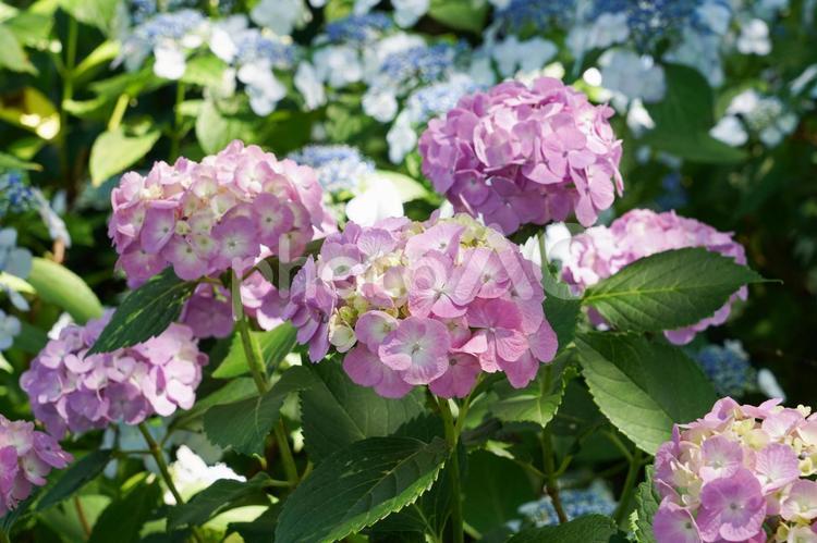 あじさい　権現堂公園 あじさい,アジサイ,紫陽花の写真素材