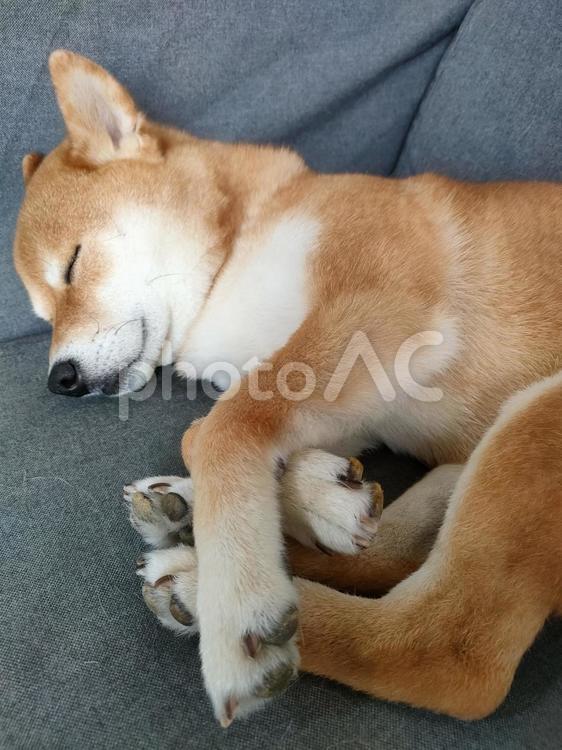 柴犬くるみの可愛い寝姿です！ 犬,柴犬,シバの写真素材