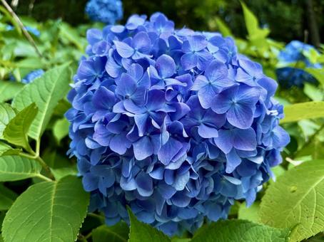 コバルトブルーアジサイ コバルトブルーアジサイ 紫陽花,あじさい,花の写真素材