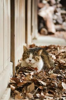 落ち葉のおふとんでお昼寝ねこ 猫,野良猫,キジシロの写真素材