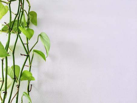 壁掛けポトス 壁掛けポトス 自然,グリーン,観葉植物の写真素材