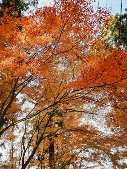 秋 秋,紅葉,赤いの写真素材
