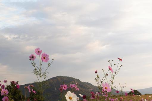 朝焼けの空と山並みに咲く可憐なコスモス コスモス,秋桜,花畑の写真素材
