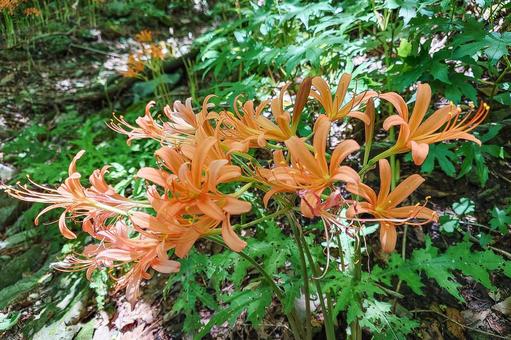 オオキツネノカミソリ群生地 オオキツネノカミソリ群生地 オオキツネノカミソリ,花,大狐のカミソリの写真素材