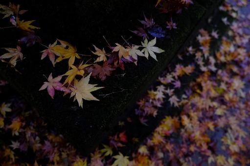 池の中の散り紅葉_秋の終わり 紅葉,落ち葉,散り紅葉の写真素材