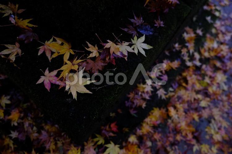 池の中の散り紅葉_秋の終わり 紅葉,落ち葉,散り紅葉の写真素材