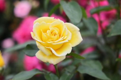 鮮やかな黄色の薔薇の写真