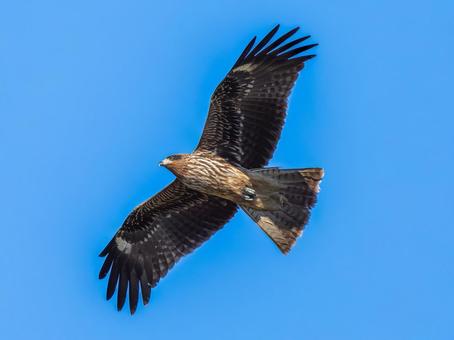 空を飛ぶトビ・トンビ トビ,鳶,野鳥の写真素材
