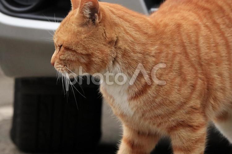 公園で暮らす猫 ネコ,野良猫,猫の写真素材
