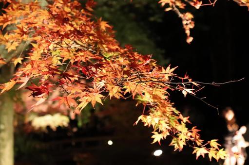 紅葉 紅葉の写真