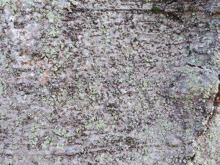 ケヤキの樹皮 ケヤキの樹皮の写真