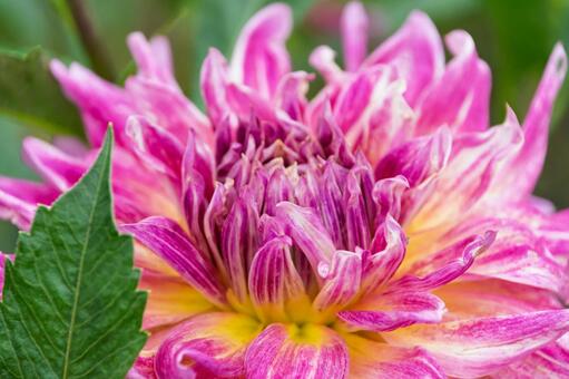 鮮やかなマゼンタと黄色のダリアのアップ ダリア,花,植物の写真素材