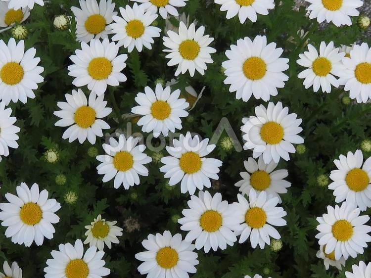 花壇のマーガレット　その１ マーガレット,白い,かわいいの写真素材