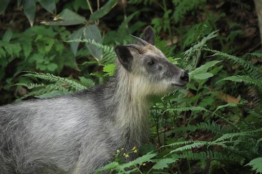 森に佇むニホンカモシカ 森に佇むニホンカモシカの写真