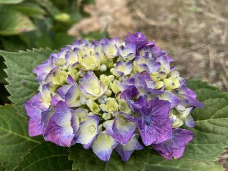 紫陽花 紫陽花の写真