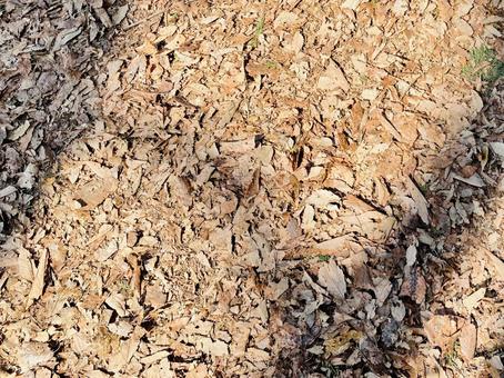 地面に影・落ち葉 地面に影・落ち葉 影,落ち葉,地面の写真素材