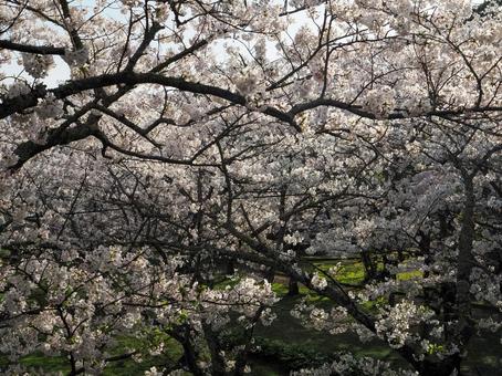 桜の木のある風景 桜の木のある風景の写真