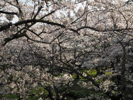 桜の木のある風景 さくら,桜,サクラの写真素材