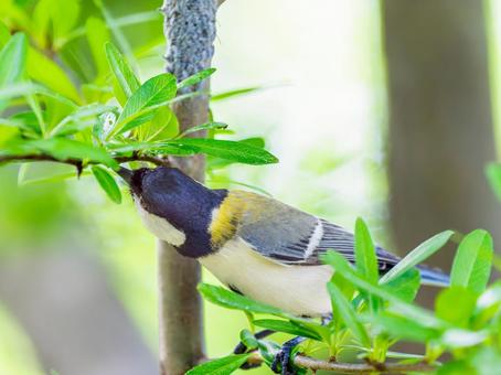 枝にとまるシジュウカラ 枝にとまるシジュウカラの写真