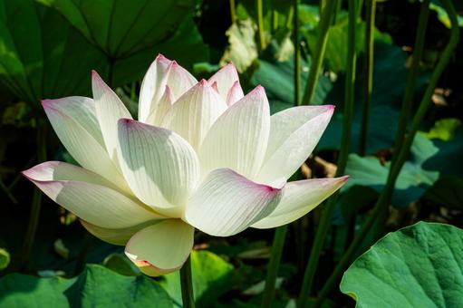 Photo, lotus flower, pink flowers, lotus, 