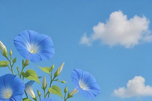 あさがおと青空の写真