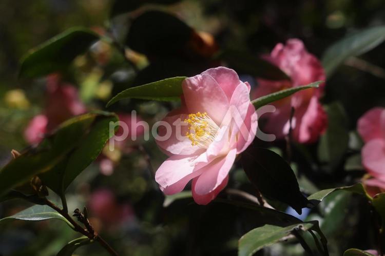 ロサンゼルスの日本庭園に咲いた椿の花 椿,つばき,花の写真素材