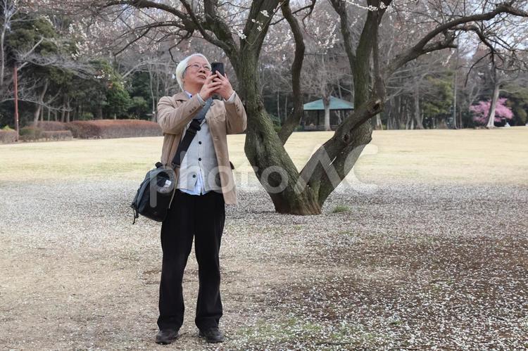 梅の花をスマホで撮るシニア シニア,散歩,老後の写真素材