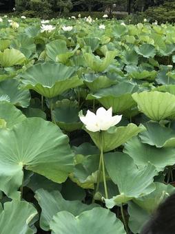 Lotus, JPG Lotus, JPG
