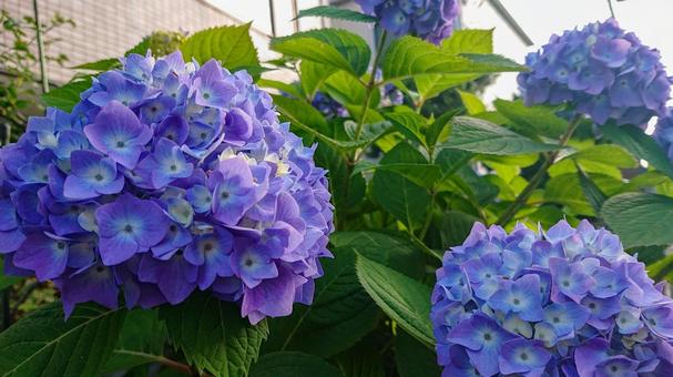 初夏を彩る紫陽花の美しさ 初夏を彩る紫陽花の美しさの写真