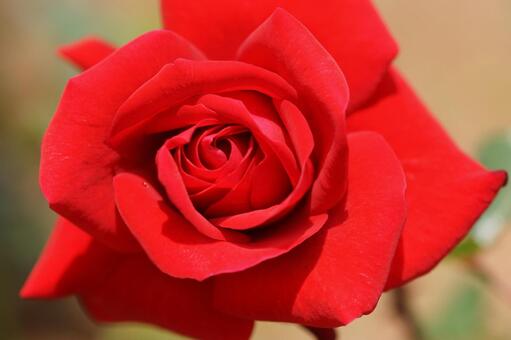 真っ赤なバラのクローズアップ バラ,薔薇,花の写真素材
