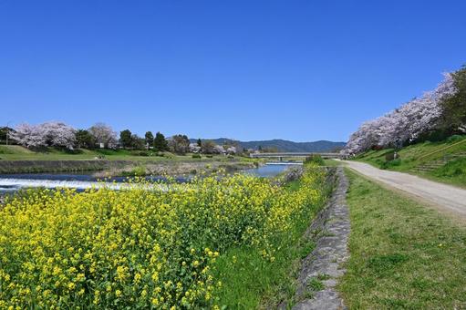 菜の花や桜咲く春の京都市賀茂川を歩く 菜の花や桜咲く春の京都市賀茂川を歩く 賀茂川,春,4月の写真素材