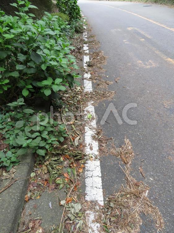 台風の影響で葉・枝など散乱している車道 道,道路,車道の写真素材