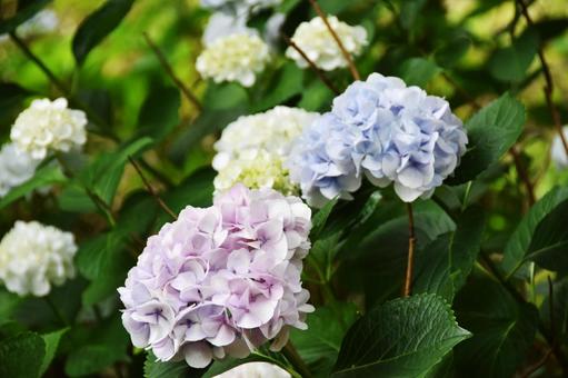 紫陽花 紫陽花の写真