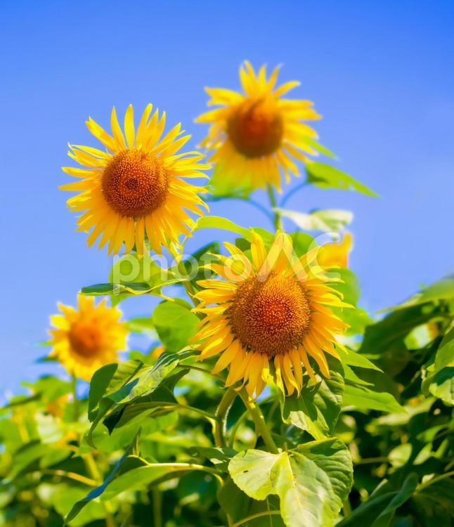 正面から見たひまわりの花と青空 縦 夏,ひまわり,日光の写真素材