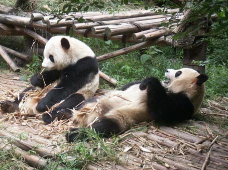 Photo, chengdu panda base, chengdu giant panda breeding research, china, 