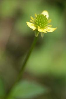 Photo, flower, yellow, fox no button, 