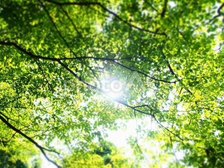 光の中 葉っぱ,希望,明るいの写真素材