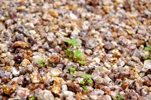 伊勢砂利の庭石　２ 砂利,砂,石の写真素材