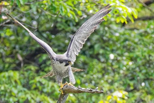 Photo, falcon, wild bird, bird, 