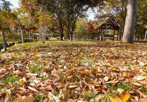 秋イメージ〜秋の自然公園の風景 秋イメージ〜秋の自然公園の風景 秋イメージ,紅葉,黄葉の写真素材