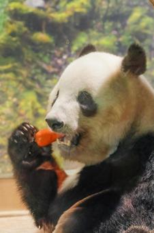 ジャイアントパンダ ジャイアントパンダの写真