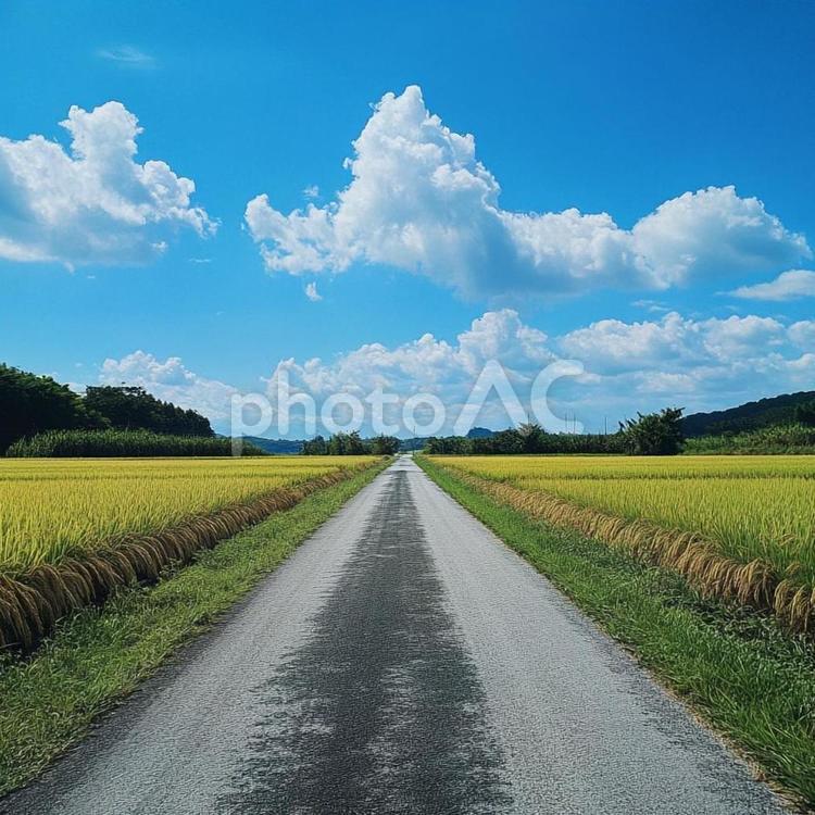 真っ直ぐに続く田舎道と稲穂の風景 田舎道,一本道,農道の写真素材