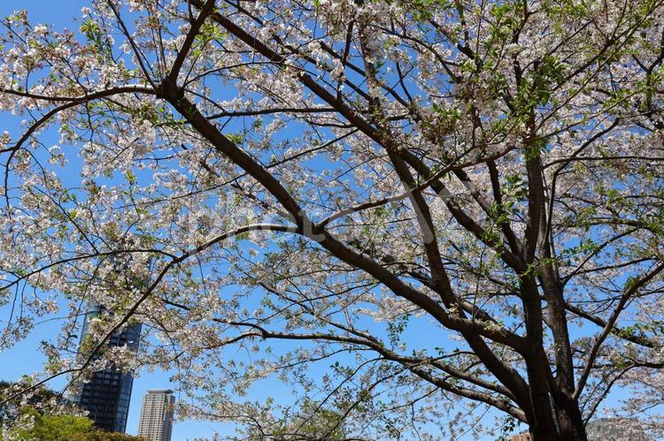 ４月上旬の東京港区立檜町公園の桜 背景,桜,花の写真素材
