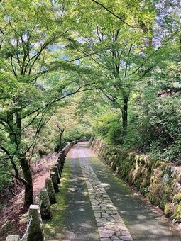 夏の緑 夏の緑の写真