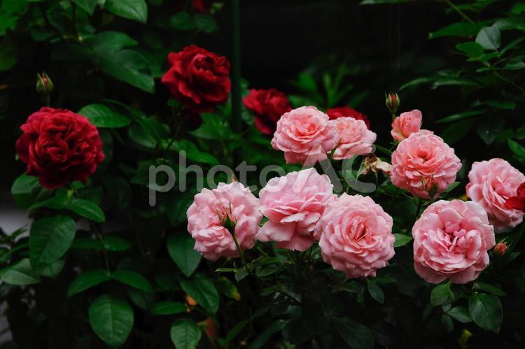 ピンクと赤の薔薇の花 バラ,赤坂４丁目,赤坂の写真素材
