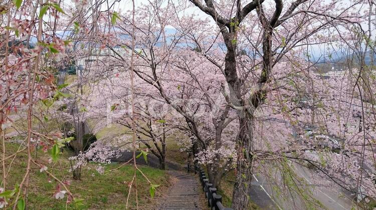 大迫力の満開の桜 満開,桜,花の写真素材
