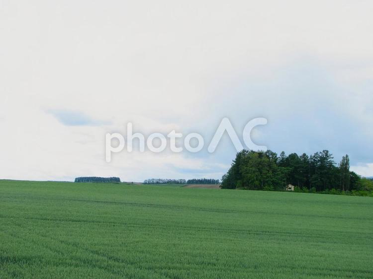 北海道美瑛の景色 02 200906 北海道,上川郡,美瑛の写真素材